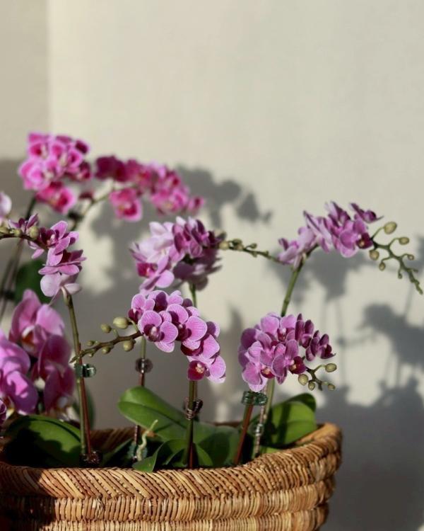 Hover Product Image