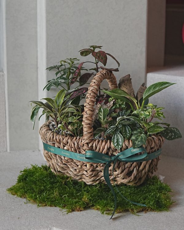 春日提籃植栽課