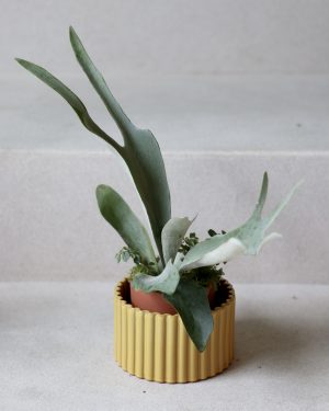 Pepin_ Self-Watering Pots (M)