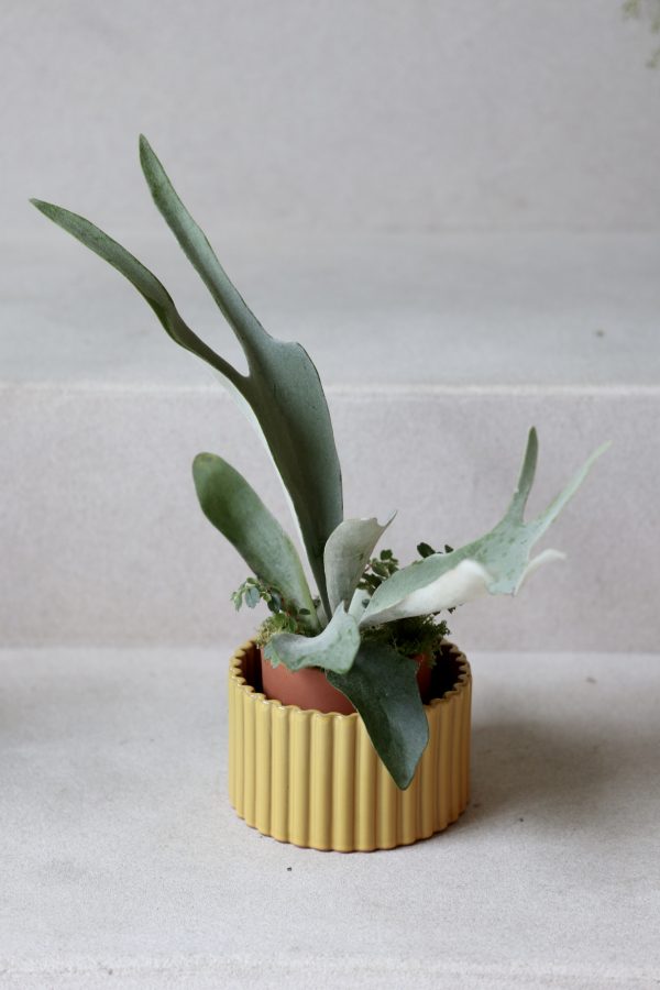 Pepin_ Self-Watering Pots (M)