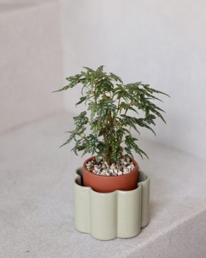 Pepin_ Self-Watering Pots (S)