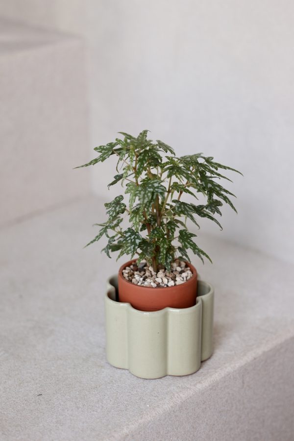 Pepin_ Self-Watering Pots (S)